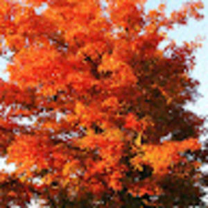 Meet your Posher, Martha